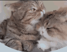 Cat Bathtime GIF - Cat Bathtime Pets GIFs