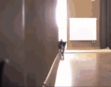Cat Cat Chase GIF