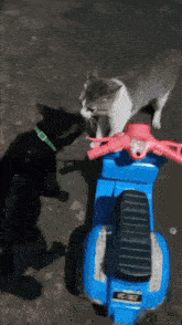 two cats are standing next to a toy scooter that says cc on it