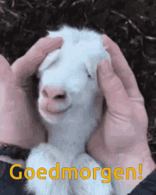 Goedemorgen Dutch GIF - Goedemorgen Dutch Goat GIFs