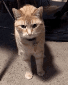 Blinking Blinking Cat GIF - Blinking Blinking Cat Cat Blinking GIFs
