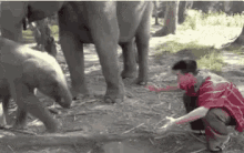 Lol Baby Elephant GIF - Lol Baby Elephant Hug GIFs