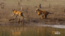 tigers playing around cubs will be cubs secret life of tigers nat geo wild running