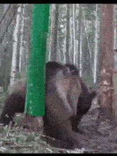 Bear Twerking GIF - Bear Twerking Scratching GIFs