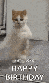 a cat is standing on its hind legs in a room and says `` with love happy birthday '' .