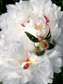 Blooming Whites Whites GIF - Blooming Whites Whites Lovely Flower GIFs