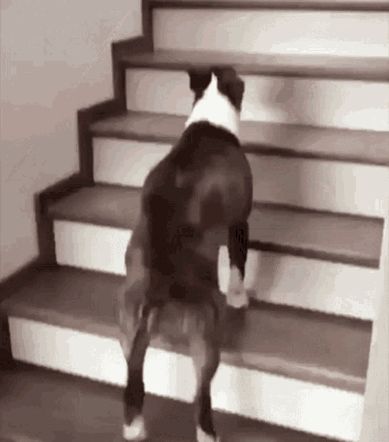 Dog hops up clearance stairs