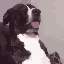 Dog Confused GIF - Dog Confused Tongue Out GIFs