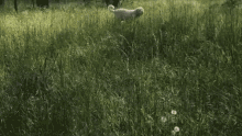 Buksi Buksi Kutya GIF - Buksi Buksi Kutya Cute GIFs
