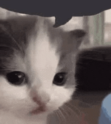 a gray and white kitten is looking at the camera with a speech bubble above its head .