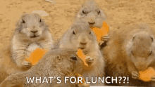 Viral Hungry GIF - Viral Hungry Lunch GIFs