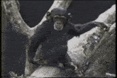 a chimpanzee is sitting on a log in a tree .