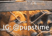 a picture of two dogs behind a chain link fence with the caption ig @pupstime