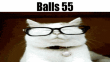 Balls Balls 55 GIF - Balls Balls 55 Cat GIFs