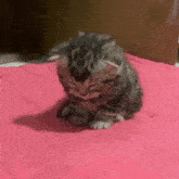 Sleep Sleeping Cat GIF - Sleep Sleeping Cat Eepy Cat GIFs