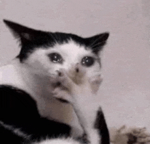 Yikes Cat GIF - Yikes Cat Crying GIFs