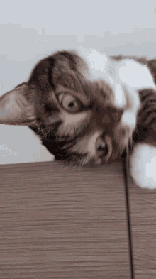 Pet Yummy GIF - Pet Yummy Kitten GIFs