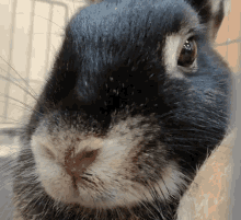 Rabbit Sniff GIF