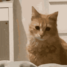 Cat Kitty GIF - Cat Kitty Confused GIFs
