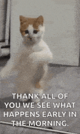 a cat is standing on its hind legs in front of a mirror and dancing .