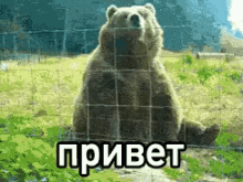 медведь машет лапой привет Hello GIF