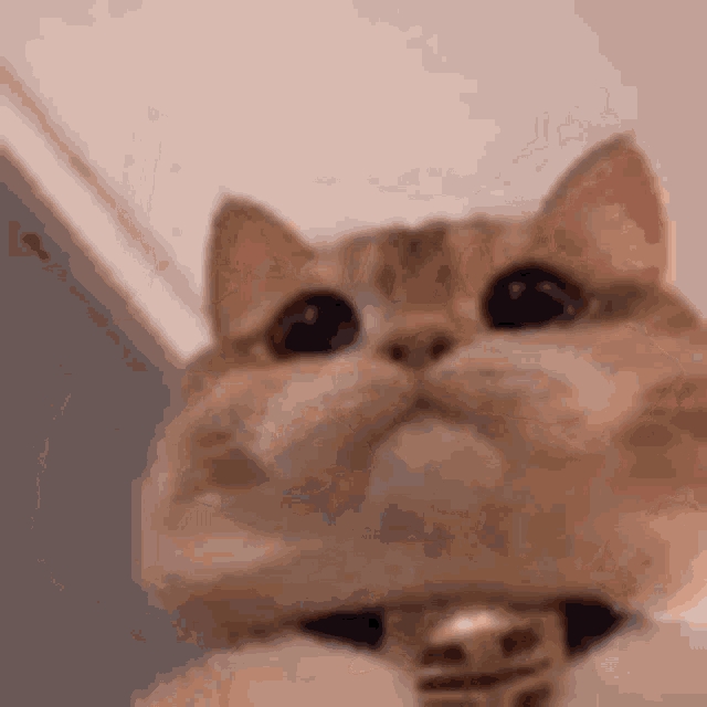 Angry Cat GIF - Angry Cat Mad Face - Discover & Share GIFs