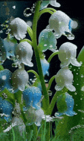 blue and white lily of the valley flowers with water droplets on them
