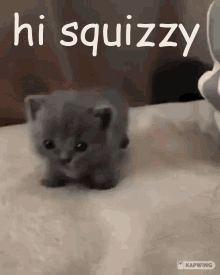 Squizzy Hi GIF - Squizzy Hi GIFs