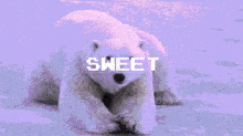 Sweet Polar Bear GIF