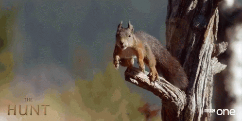 flying squirrel wrestling gif