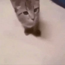 a close up of a cat 's face with its mouth open