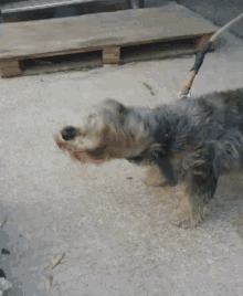 Dog Pet GIF - Dog Pet Wiggle GIFs