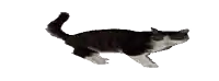 a black and white cat is standing on its hind legs