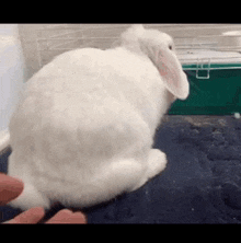 a white rabbit is sitting on a blue carpet next to a person 's foot .