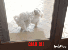 Maltese Dog Maltopoo Dog GIF - Maltese Dog Maltopoo Dog Dog Fucking GIFs