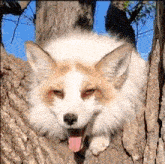 Jagger Fox Happy Fox GIF - Jagger Fox Happy Fox Cute GIFs