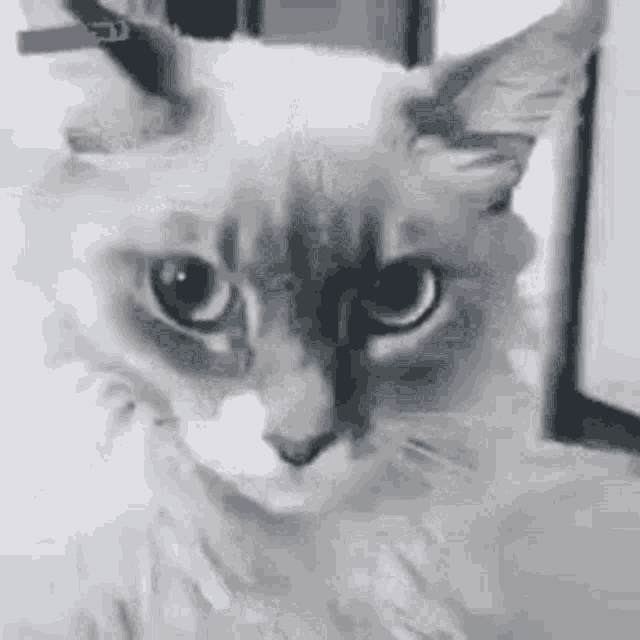 Wtf Cat GIF Wtf Cat Confused Discover & Share GIFs