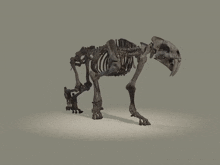 Smilodon Skeleton GIF