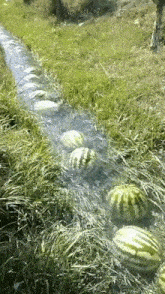 Melon GIF - Melon GIFs