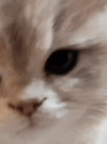 a close up of a cat 's face with a blurred background .