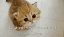 a kitten is sitting on a tiled floor and looking at the camera .