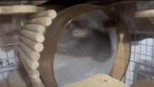 a hamster is running through a hamster wheel in a cage ..