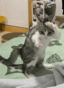 a gray and white cat is standing on its hind legs