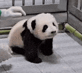 a panda bear cub is standing on a tiled floor .