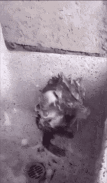 Rat Washing GIF