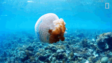 Jellyfish National Geographic GIF - Jellyfish National Geographic Swim GIFs