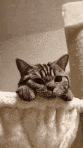 a cat is laying on a white blanket on a cat tree and looking at the camera .