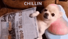 Chillin Dog GIF - Chillin Dog Relaxing GIFs