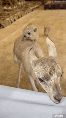 a sheep with a small animal on its back and a tiktok logo on the bottom right
