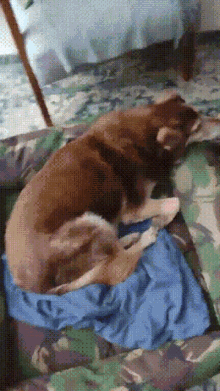 a brown dog is laying on a blue blanket
